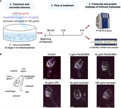 Transcriptional and proteomic analysis of the innate immune response to microbial stimuli in a model invertebrate chordate